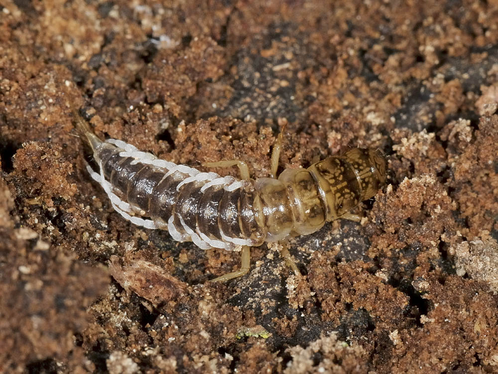 Larva con troppe zampe